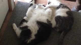 Two black and white cats cuddling with each other