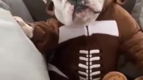 Bulldog 🔥 So Cute 😍 Calm Dog Breed | Cutest Overloaded |