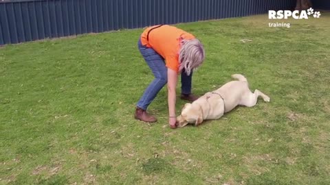 How to train dog beginner E6p2
