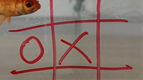 FISH Play Tic-tac-toe #rumble