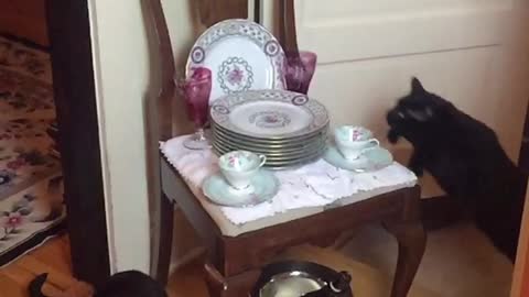 Epic slow motion footage captures cat's jumping abilities
