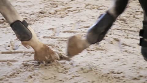 The feet of the horses raising dust and dirt strong equestrian ride trot farm herd hippodrome