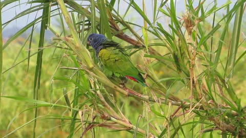 The color of parrots is the secret of their beauty