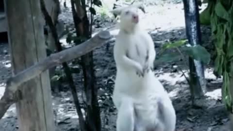 Have you ever seen a kangaroo covered in white? This is a white kangaroo