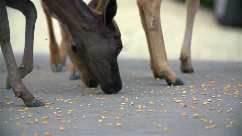 Deer close up eating corn