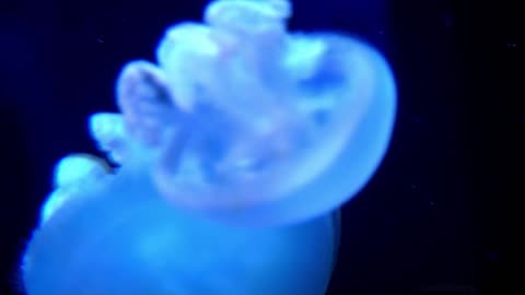 Beautiful alien jellyfish in the deep sea | Amazing Ocean Discoveries