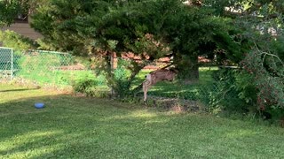 A Lost Fawn Struggles to Find Gate Opening