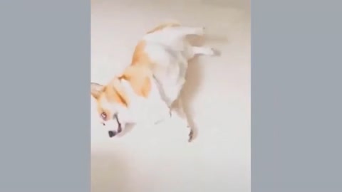 🤣Funny Dog Videos 2020🤣 🐶 It's time to LAUGH with Dog's life