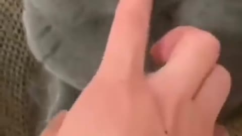 Cat slap on finger his owner