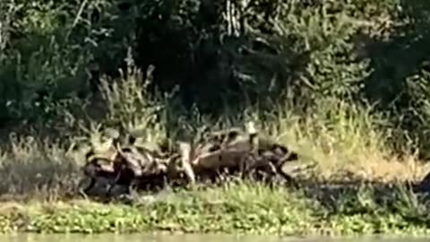 Wild dogs fish antelope from river