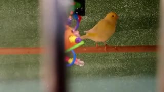 Birds in the pet store