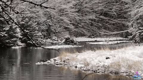 🌲 Forest Snowfall & Icy Cold River, Falling Snow & Polar Wind Relaxing Sounds of Winter.