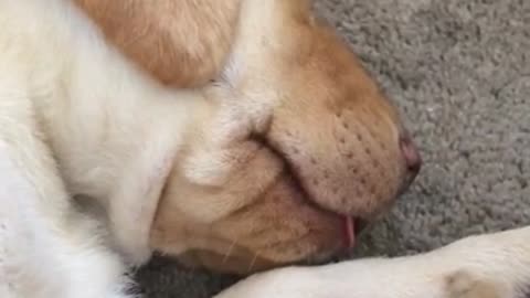 Lab Puppy Dreaming With His Tongue Out
