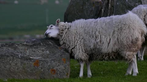 A sheep suffers to romantic music about a loved one