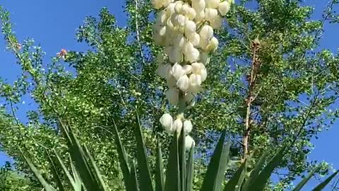 The white flowers are so beautiful