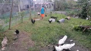 Backyard farm