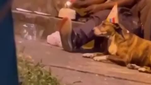Video: Habitante de calle celebra el cumpleaños de sus perritos, en Bucaramanga