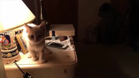 Cute kitten tries to jump and ends up falling