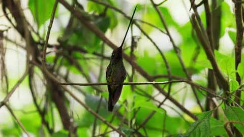 Birds beak