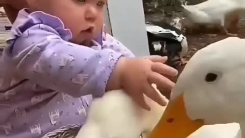 Babies have adorable reactions to flocks of ducks
