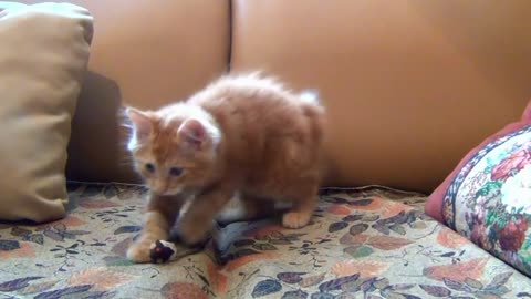 Little cat Playing with Toy Mouse