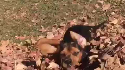 Brown dog jumping on pile of leaves and poking head out