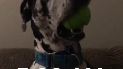 Blue Great Dane Dog Funny Videos 159 - The Great Dane Puppies Video - Great Dane Compilation