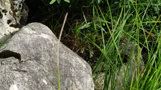 Dragonfly in slow mo