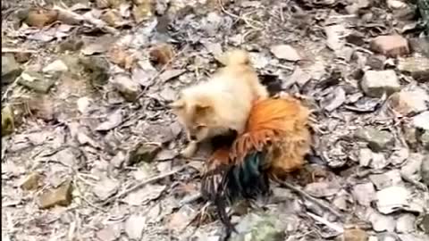 Dog and chicken fights