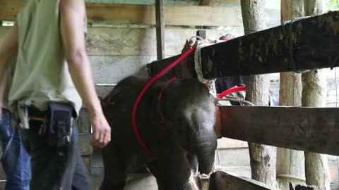 Fallece una cría de elefante tras perder la trompa en una trampa en Indonesia