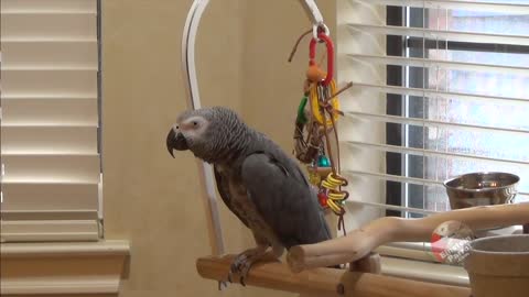 Parrot Demanding