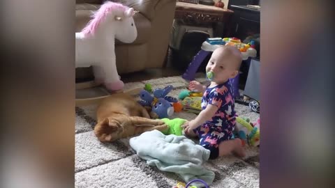 Cuties babies playing with cats and dogs