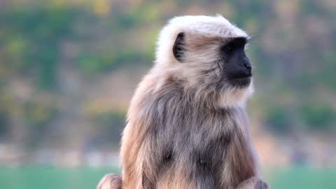 Funny monkey sitting videos 😅😅😅