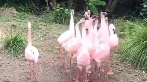 Flamingos in formation