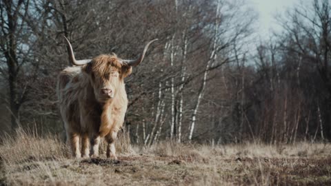 Yak