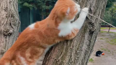 Best Funny cats short video