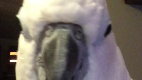 I Love You Cockatoo