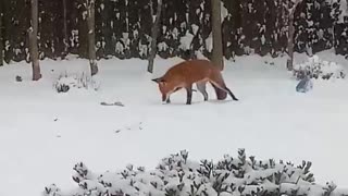 Wild Fox Caught Red Handed Playing With Dog Toy In The Snow