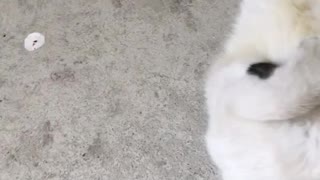 Cute Kitty Can't Quit Kicking