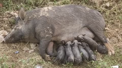 OMG ! She is feeding milk to her Nine Childern 💓 | Beauty of Nature