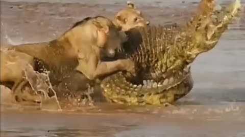 The struggle of ten lions with one crocodile 😱You will not expect what happened to the lions 🦁🦁🦁😳