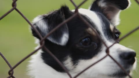 The dog is trying to get out of the fence because the dog is stuck inside (new dog video)