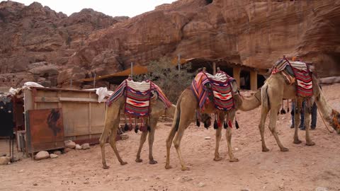 Camels in the Desert, Petra Archeological Site, Jordan