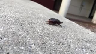 Humpty Dumpty the beetle takes a great fall