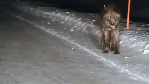 Wild wolf was spotted at night around town.