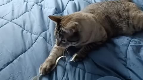 Watch This Cat Go Crazy Over a String!
