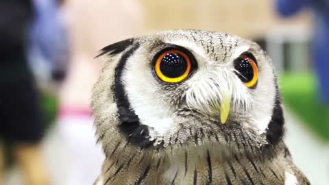 Close up shot of Small Northern white-faced owl. Beautiful yellow shiny eyes and grey feathers