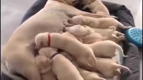 puppies fighting over their mother's milk! very sorry to see the phenomenon