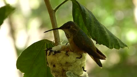 Hummingbird feeding its young 01