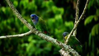 Amazing Couple Nature Ave Parrot Bird